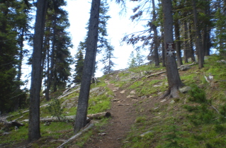 Trail starts climbing up to a ridge, Brent Mtn 2010-07.